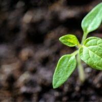 A small green seedling with two rounded leaves emerging from dark soil. 2nd option: A close-up of a young plant sprouting in rich soil with bright green leaves. 3rd option: Fresh growth showing a tiny sapling breaking through the soil surface. 4th option: A young plant seedling in garden soil, signaling new growth. 5th option: Early-stage plant growth with a pair of leaves reaching upward from the earth.