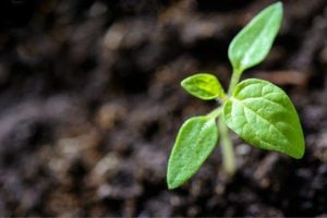 A small green seedling with two rounded leaves emerging from dark soil. 2nd option: A close-up of a young plant sprouting in rich soil with bright green leaves. 3rd option: Fresh growth showing a tiny sapling breaking through the soil surface. 4th option: A young plant seedling in garden soil, signaling new growth. 5th option: Early-stage plant growth with a pair of leaves reaching upward from the earth.
