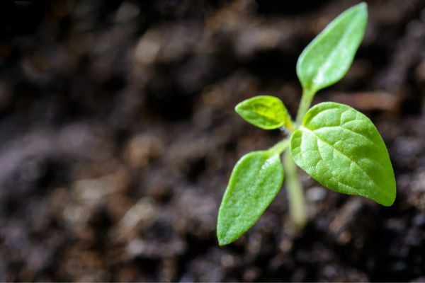 environment 1 - fundsforNGOs A small green seedling with two rounded leaves emerging from dark soil. 2nd option: A close-up of a young plant sprouting in rich soil with bright green leaves. 3rd option: Fresh growth showing a tiny sapling breaking through the soil surface. 4th option: A young plant seedling in garden soil, signaling new growth. 5th option: Early-stage plant growth with a pair of leaves reaching upward from the earth.