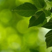 environment - fundsforNGOs Close-up of dark green leaves on a branch with a bright, out-of-focus green background (nature scene)