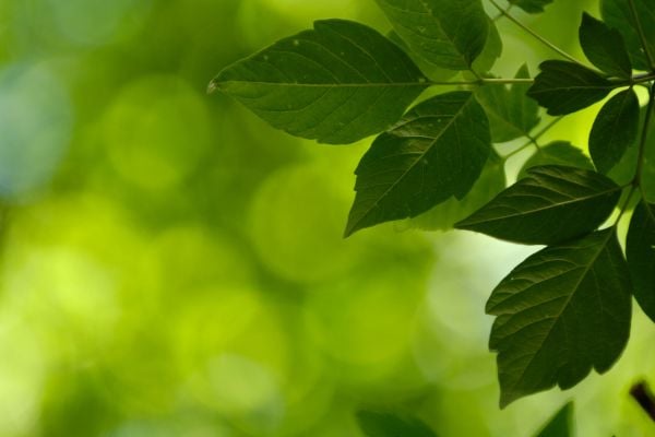 Close-up of dark green leaves on a branch with a bright, out-of-focus green background (nature scene)