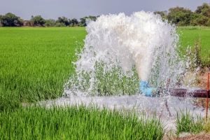 Irrigation pump spraying water over a green rice field in a rural area.