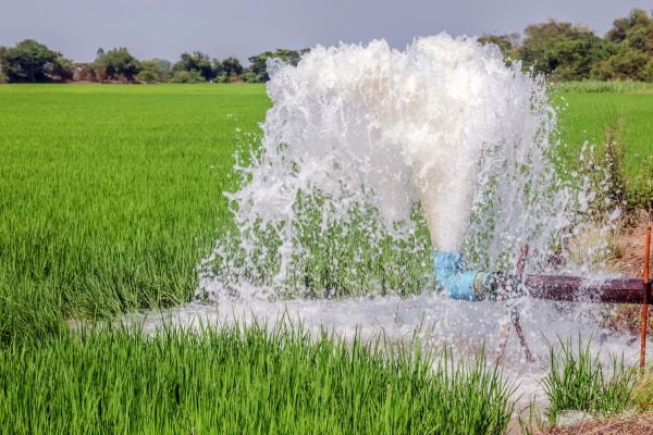 water - fundsforNGOs Irrigation pump spraying water over a green rice field in a rural area.
