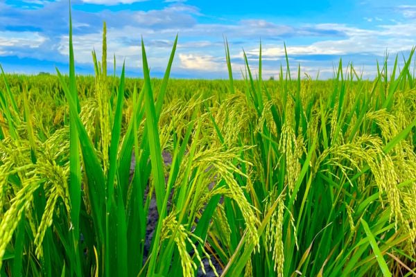 Rice plants with green stalks and grain heads in a sunny field