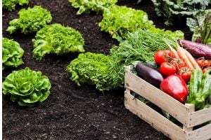 Garden bed with dark soil and leafy greens; a wooden crate filled with colorful vegetables (tomatoes, peppers, carrots, eggplants)
