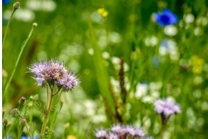 Purple globe-thistle in a sunlit meadow with green grass and blurred wildflowers in the background