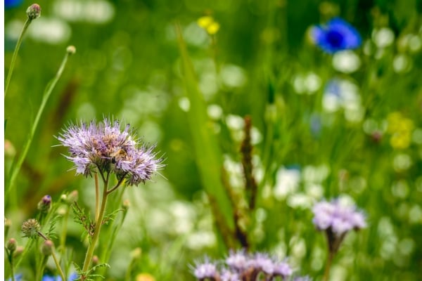 Marine Conservation 16 - fundsforNGOs Purple globe-thistle in a sunlit meadow with green grass and blurred wildflowers in the background