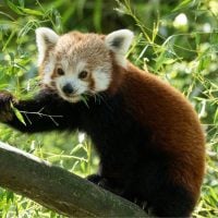 animal - fundsforNGOs Red panda perched on a branch among green bamboo leaves, facing the camera with a curious look.