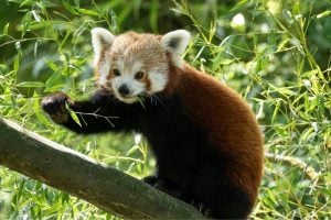 Red panda perched on a branch among green bamboo leaves, facing the camera with a curious look.