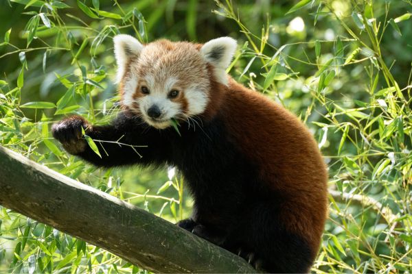 animal - fundsforNGOs Red panda perched on a branch among green bamboo leaves, facing the camera with a curious look.