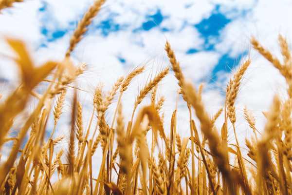 xrdDAFQ-YnUT8k6506j8180072577091592243t23112003 - fundsforNGOs Golden wheat stalks close-up, blue sky with scattered clouds in the background, field ready for harvest.