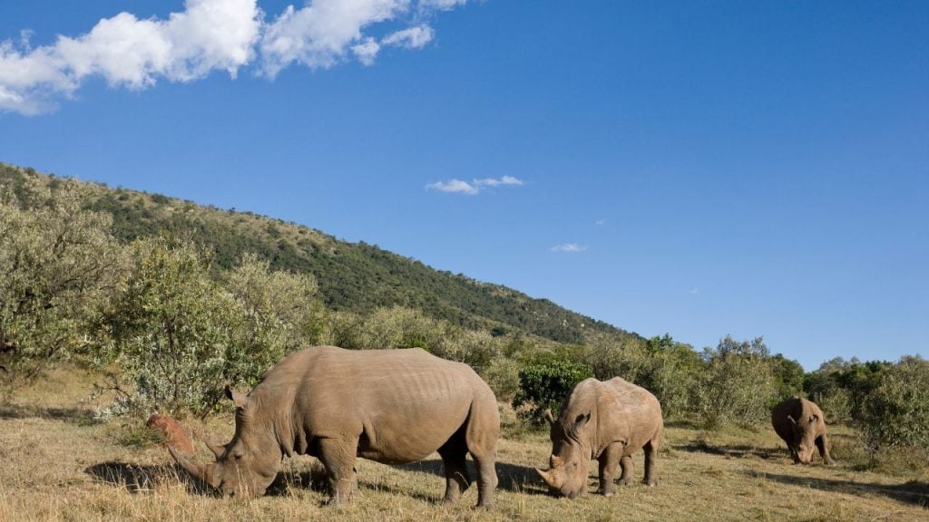 education and sports for children - fundsforNGOs Three rhinoceroses grazing on a grassy savannah under a clear blue sky, with a hillside in the background.