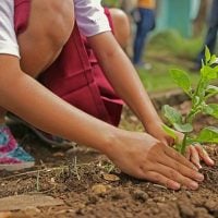 environment 2 - fundsforNGOs Child plants a small sapling in soil, kneeling with hands in dirt during a gardening activity.