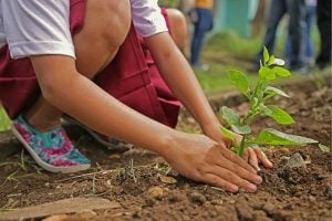 Child plants a small sapling in soil, kneeling with hands in dirt during a gardening activity.