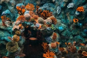 Vibrant coral reef with orange, purple, and blue corals clinging to a rocky wall underwater.