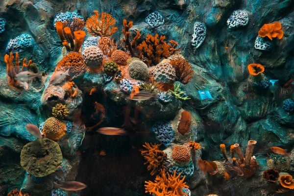 fundsforNGOs - 2026-06-01T143049022 - fundsforNGOs Vibrant coral reef with orange, purple, and blue corals clinging to a rocky wall underwater.