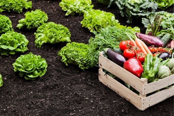 fundsforNGOs - 2026-06-02T144124616 - fundsforNGOs Wooden crate filled with colorful fresh vegetables (tomatoes, peppers, carrots, eggplant) beside leafy greens growing in rich soil garden bed.
