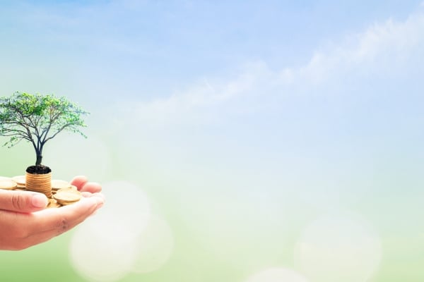 Hand holding a small tree growing on a stack of coins, symbolizing sustainable investment