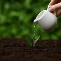 Person watering a small seedling with a white watering can over dark soil in a garden bed