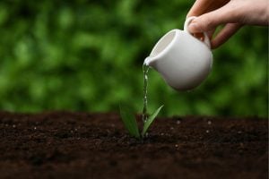 Person watering a small seedling with a white watering can over dark soil in a garden bed