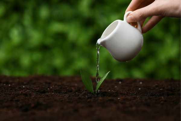 green - fundsforNGOs Person watering a small seedling with a white watering can over dark soil in a garden bed